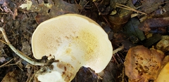 Hydnum subolympicum