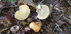Hydnum subolympicum