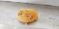 Hydnum subolympicum