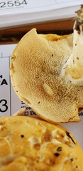 Hydnum subolympicum