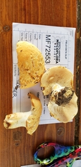 Hydnum subolympicum