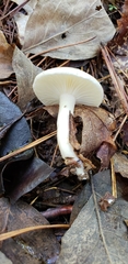 Hygrophorus occidentalis