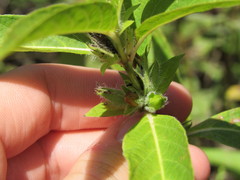 Triosteum angustifolium