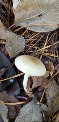 Hygrophorus occidentalis