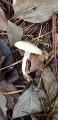 Hygrophorus occidentalis