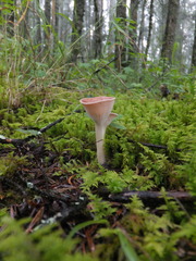 Clitocybe gibba image