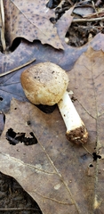 Inocybe dulciolens