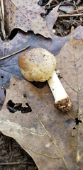 Inocybe dulciolens