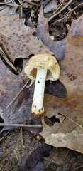 Inocybe dulciolens