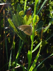 Neonympha areolatus