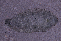 Oriental Sole photo 4