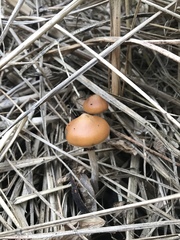 Psilocybe azurescens