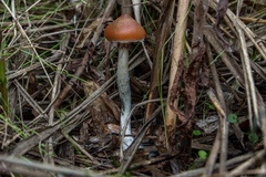 Psilocybe azurescens