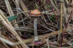 Psilocybe azurescens