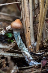 Psilocybe azurescens