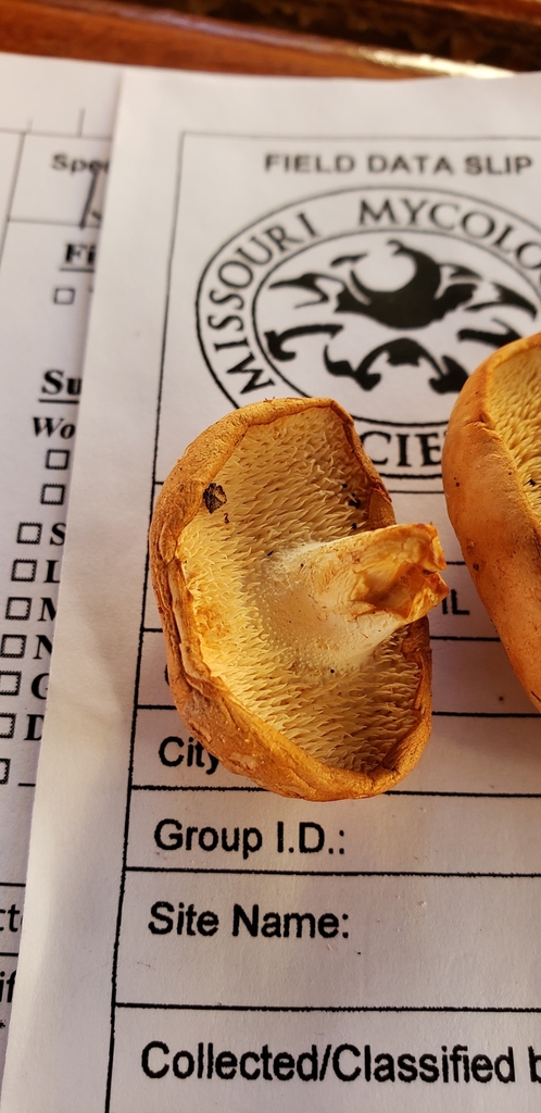 Hydnum ferruginescens