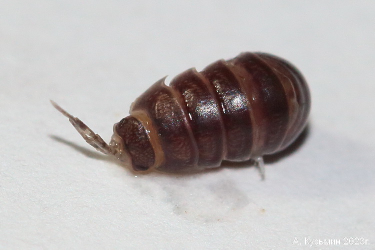 Мокрица рода Cylisticus