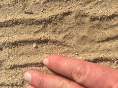 Urocyon cinereoargenteus californicus