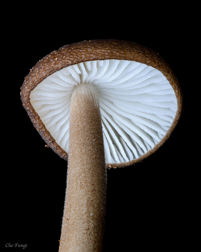 Oudemansiella raphanipes
