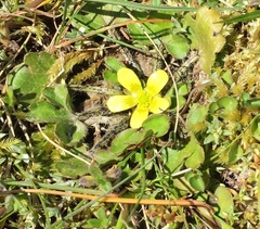 Ranunculus foliosus