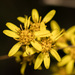 Solidago decurrens - Photo (c) portioid, some rights reserved (CC BY-SA), uploaded by portioid