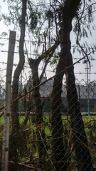 Acacia confusa