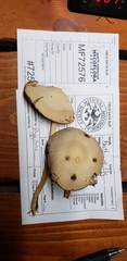 Psathyrella kauffmanii