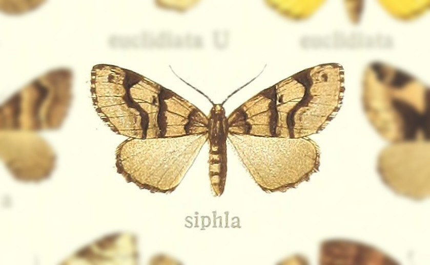 Gonanticlea siphla