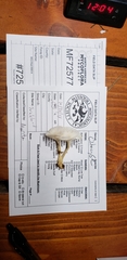 Leucocybe candicans