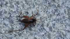 Diestrammena unicolor