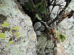Coryphantha clavata stipitata