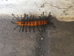 Syntomeida epilais