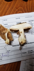 Cortinarius luteoarmillatus