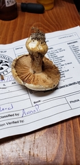 Cortinarius luteoarmillatus