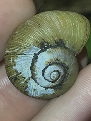 Incidostoma