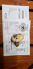 Cortinarius luteoarmillatus