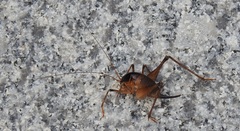 Diestrammena unicolor