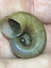 Incidostoma
