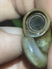Incidostoma