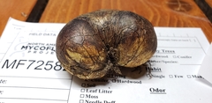 Rhizopogon fuscorubens