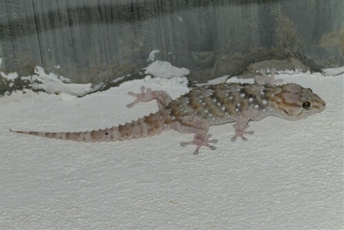 Bibron's Gecko