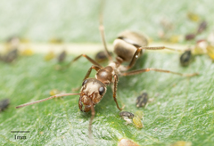Formica francoeuri