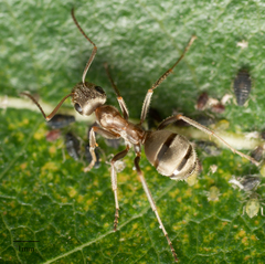 Formica francoeuri