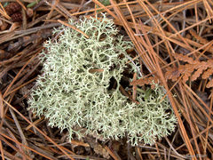 Cladonia arbuscula mitis