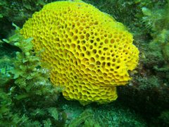 Holopsamma laminaefavosa