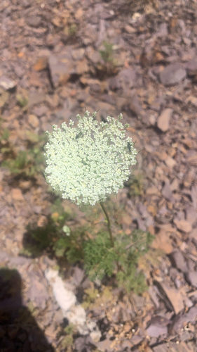 wild carrot