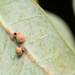 Little Urn Gall Wasp - Photo no rights reserved, uploaded by Jesse Rorabaugh