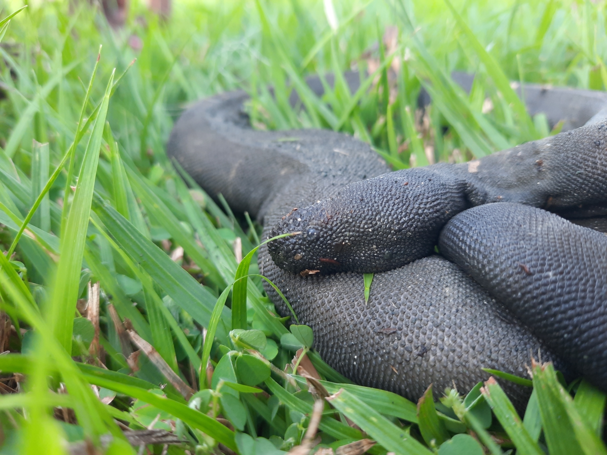 Acrochordus granulatus (Schneider, 1799)