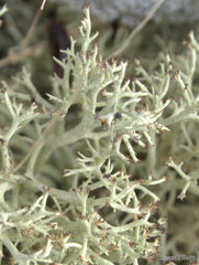 Cladonia arbuscula mitis