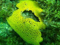 Holopsamma laminaefavosa